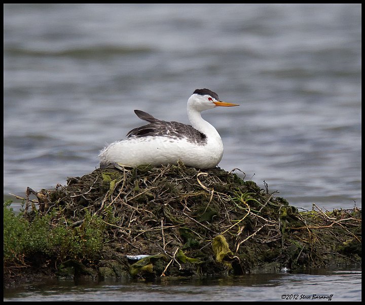 _2SB5096 clarks grebe on nest.jpg - Clark's Grebe on Nest